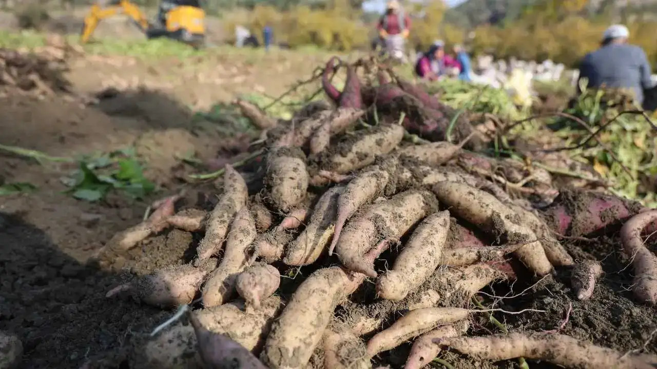 Kuraklık Vurdu, Fiyatlar Uçtu: Hatay’da Tatlı Patatesin Bedeli Katlandı! 1